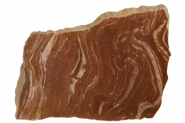 Polished Stromatolite (Gongylina) Slab - Billion Years #180114